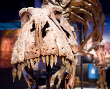 Tyrannosaurus rex iskeleti, 67 milyon yıl önce, ABD.