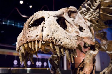 Tyrannosaurus rex iskeleti, 67 milyon yıl önce, ABD.