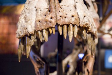 Tyrannosaurus rex iskeleti, 67 milyon yıl önce, ABD.