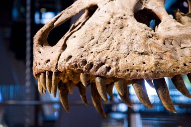 Tyrannosaurus rex iskeleti, 67 milyon yıl önce, ABD.
