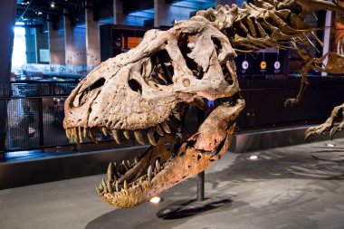 Tyrannosaurus rex iskeleti, 67 milyon yıl önce, ABD.