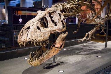 Tyrannosaurus rex iskeleti, 67 milyon yıl önce, ABD.