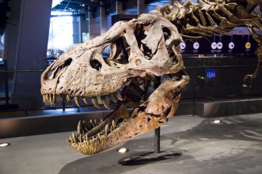 Tyrannosaurus rex iskeleti, 67 milyon yıl önce, ABD.