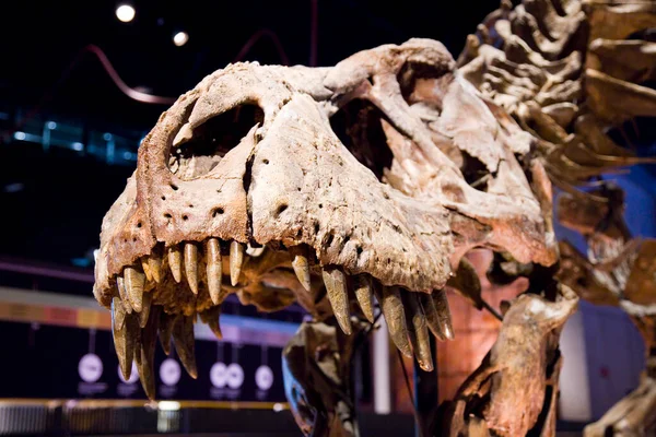 Tyrannosaurus rex iskeleti, 67 milyon yıl önce, ABD.