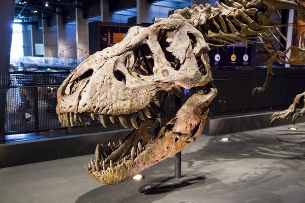 Tyranosaurus Rex Skeleton Před Miliony Let Usa — Stock fotografie