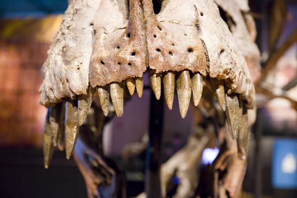 Tyrannosaurus Rex Skelett Vor Millionen Jahren Usa — Stockfoto