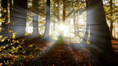 güzel sonbahar park