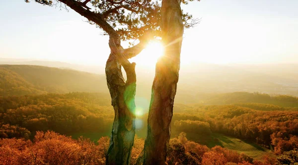 Çamın dalları günbatımı manzara ile