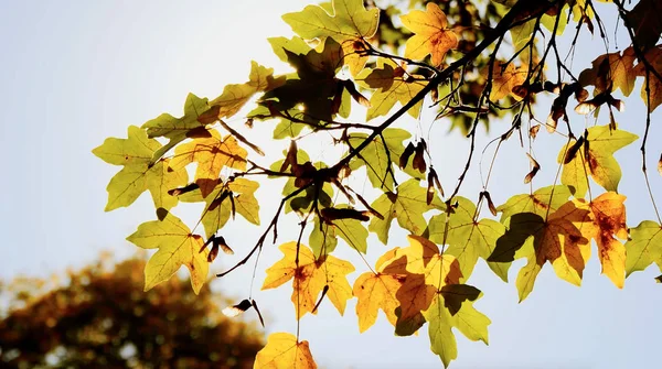 Ramo dell'albero di autunno — Foto Stock