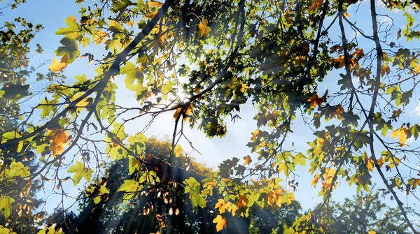 Rami degli alberi autunnali — Foto Stock