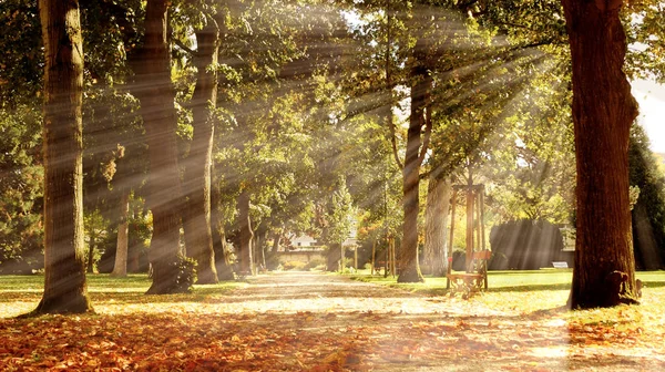 güzel sonbahar park
