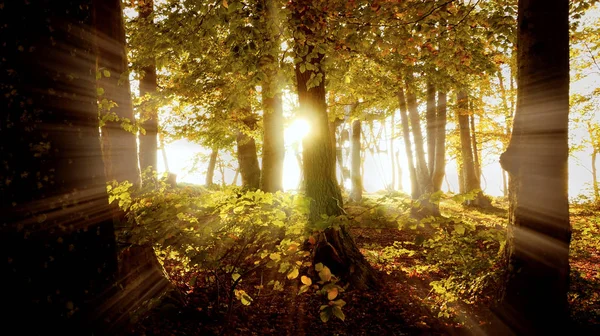 güzel sonbahar park