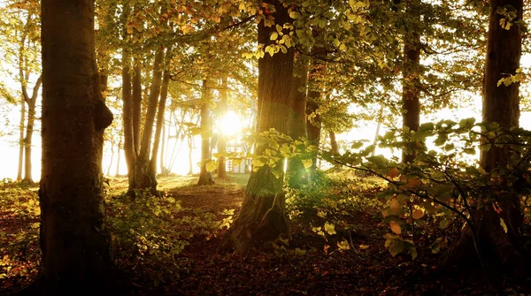 Bellissimo parco autunnale — Foto Stock