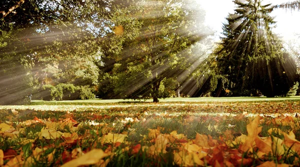 güzel sonbahar park