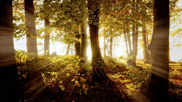 Bellissimo parco autunnale — Foto Stock