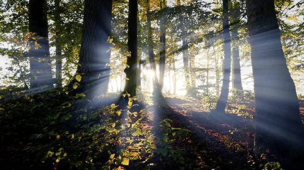 Bellissimo parco autunnale — Foto Stock