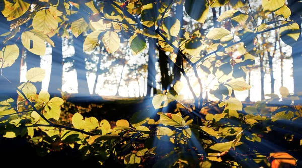 güzel sonbahar park