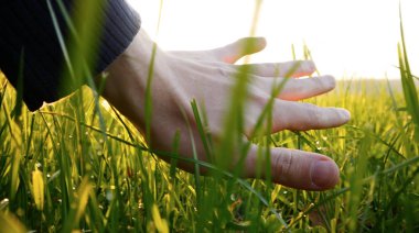 taze yeşil çim üzerinde el