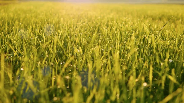 Schönes grünes Gras — Stockfoto