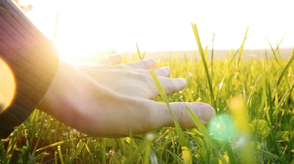 taze yeşil çim üzerinde el