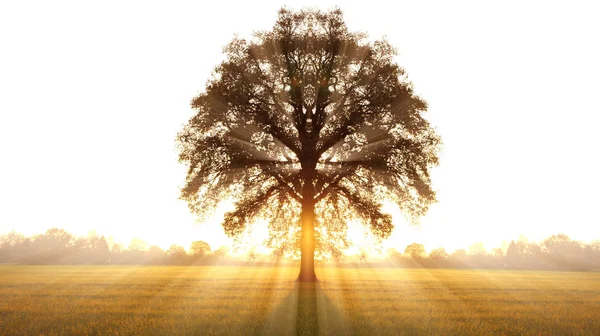 simetrik ağaç günbatımı üzerinde