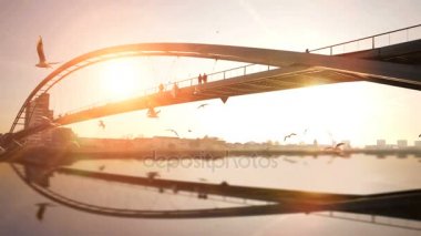 nehir üzerinde uçan martı kuşları