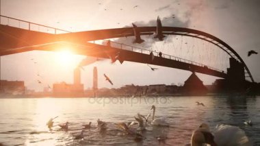 Kuğu nehir üzerinde uçan martı kuşları