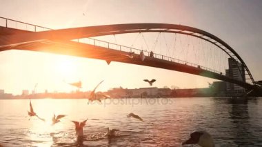 nehir üzerinde uçan martı kuşları