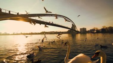 Kuğu nehir üzerinde uçan martı kuşları