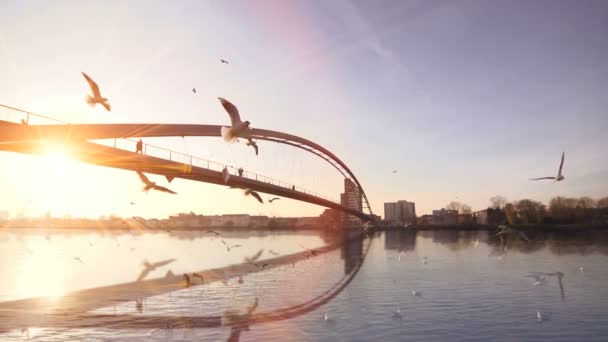 Aves gaviotas que vuelan sobre el río — Vídeos de Stock
