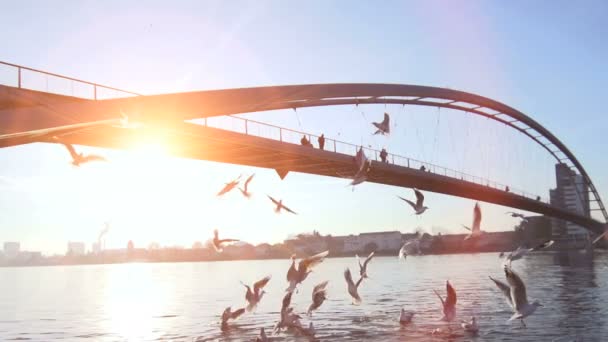 Aves gaviotas que vuelan sobre el río — Vídeos de Stock