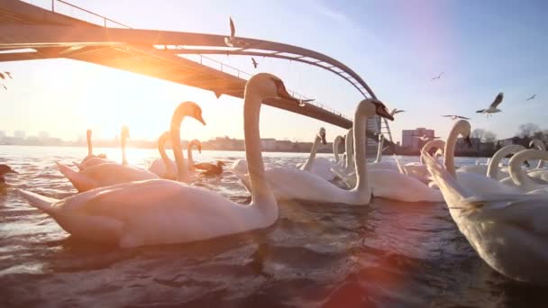 Білі лебеді плавають у річковій воді — стокове відео