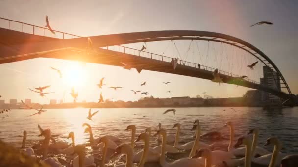 Белые лебеди, плавающие в речной воде — стоковое видео
