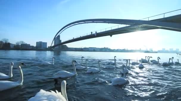 Белые лебеди, плавающие в речной воде — стоковое видео