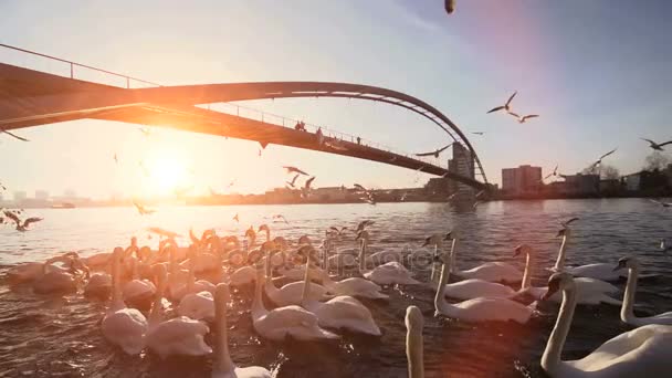 Cisnes blancos nadando en el agua del río — Vídeo de stock