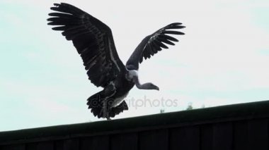 av için agresif Griffon kuş avcılık 