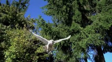ormanda uçan beyaz baykuş kuş 