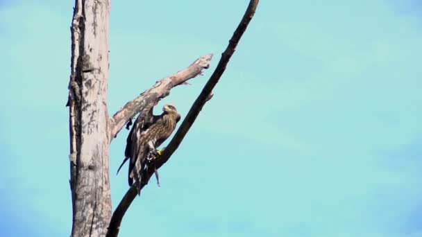 Belo enorme falcão voando na floresta — Vídeo de Stock