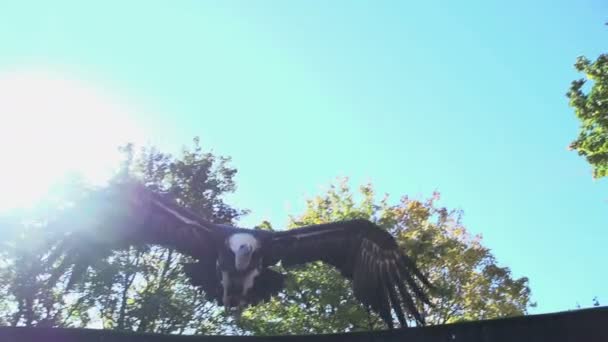 Huge Griffon bird flying in forest — Stock Video