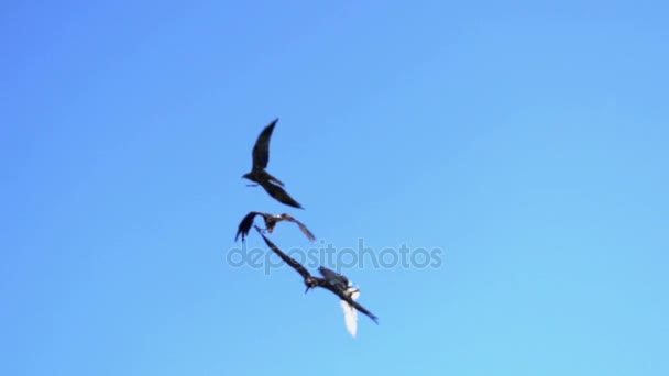 Aves halcón volando en el cielo azul — Vídeo de stock