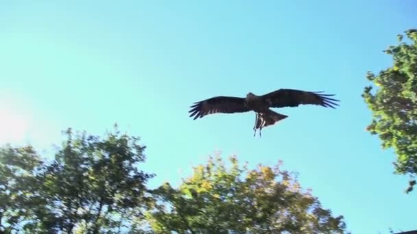 Beautiful huge falcon flying in forest — Stock Video