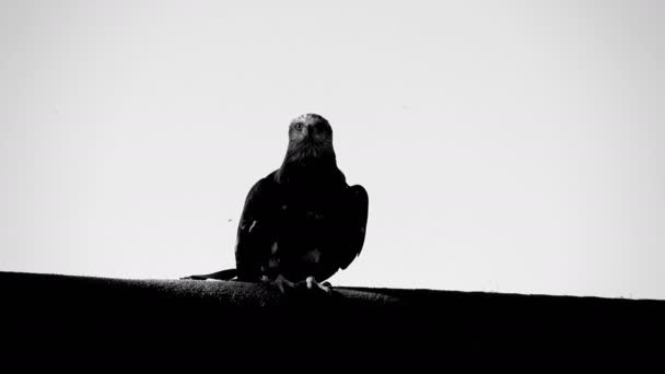 Falcon ptaków siedzi na płocie — Wideo stockowe