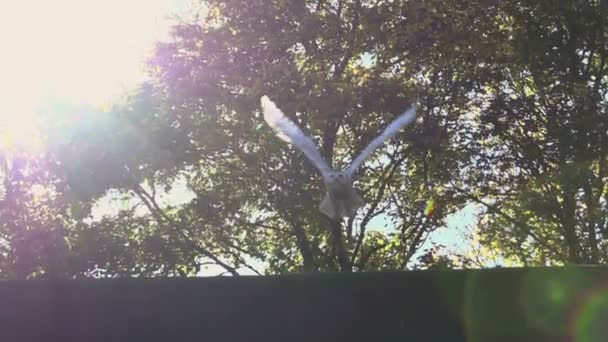 Mooie witte uil vogel met het vliegen — Stockvideo