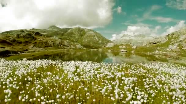 Abbassa la crescita sul prato vicino al lago — Video Stock