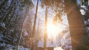 Kış ormanında düşen kar