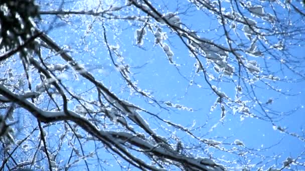 Neige tombant sur des branches d'arbres sans feuilles — Video