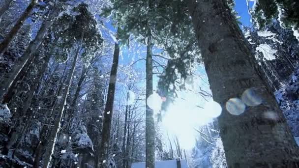 Nieve cayendo en bosque de invierno — Vídeo de stock