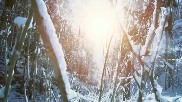 Chute de neige dans la forêt hivernale 