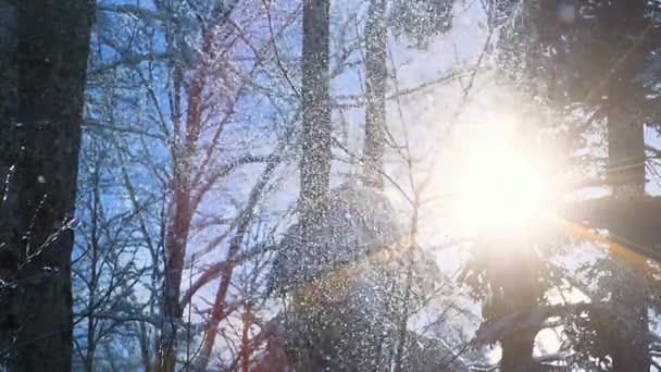 Сніг падає в зимовому лісі — стокове відео