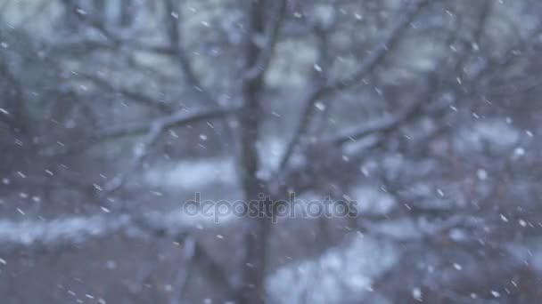 neige tombant sur des branches d'arbres sans feuilles 
